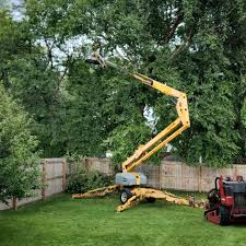 Best Tree Removal Services  in Homeland, GA